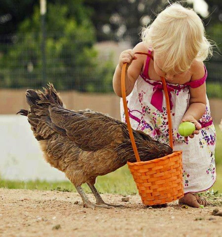 Яйцо цыплята Кобб