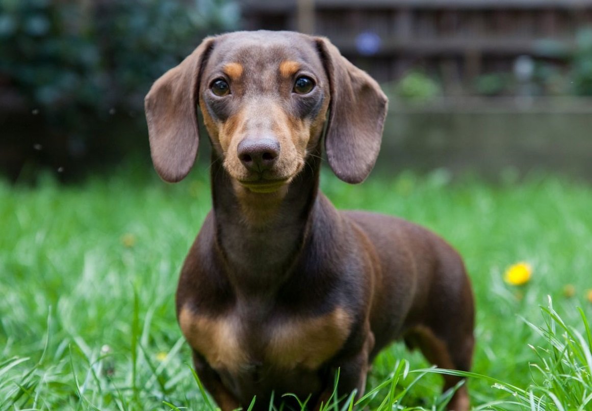 Порода такса