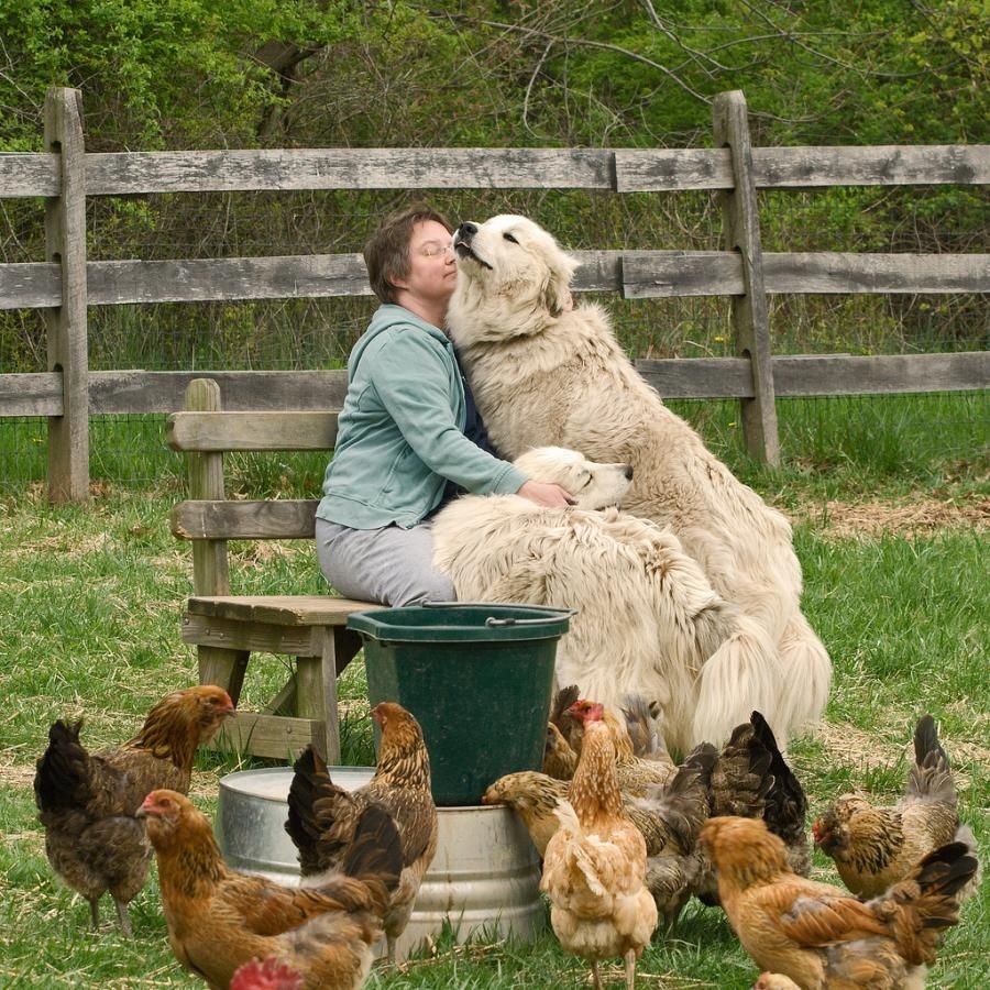 Дед пинает петуха