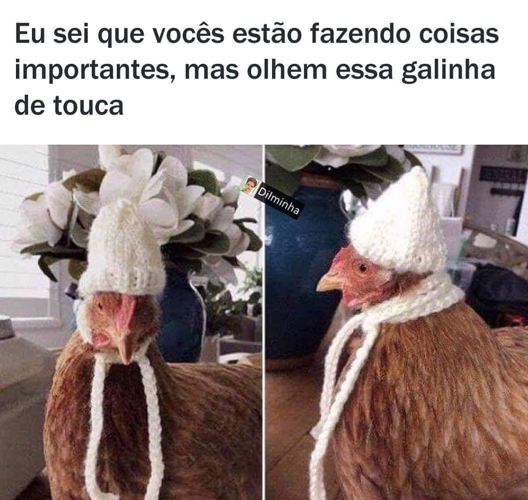 Одежда для кур