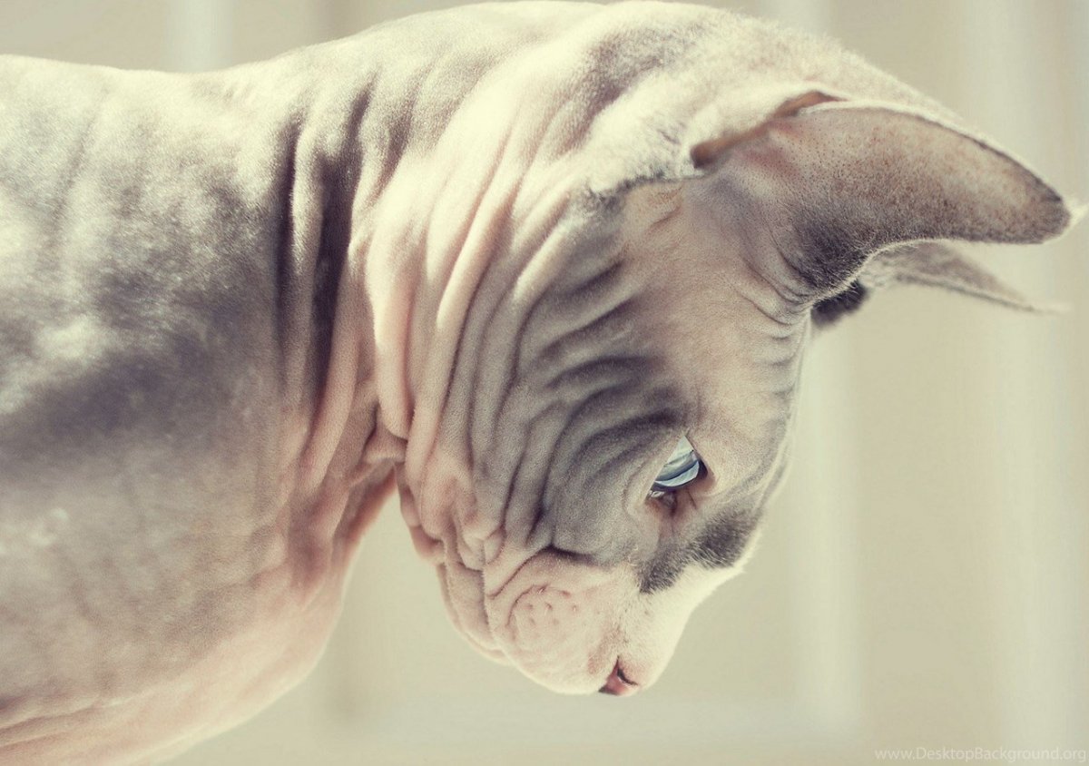 Грустный кот сфинкс