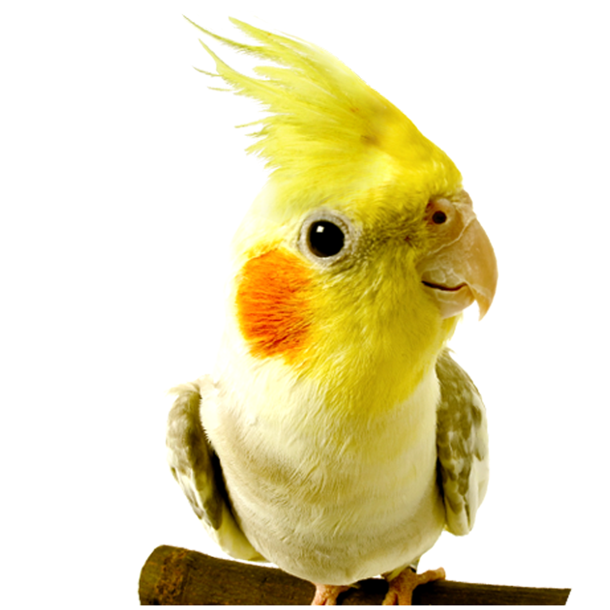 Попугай корелла белый