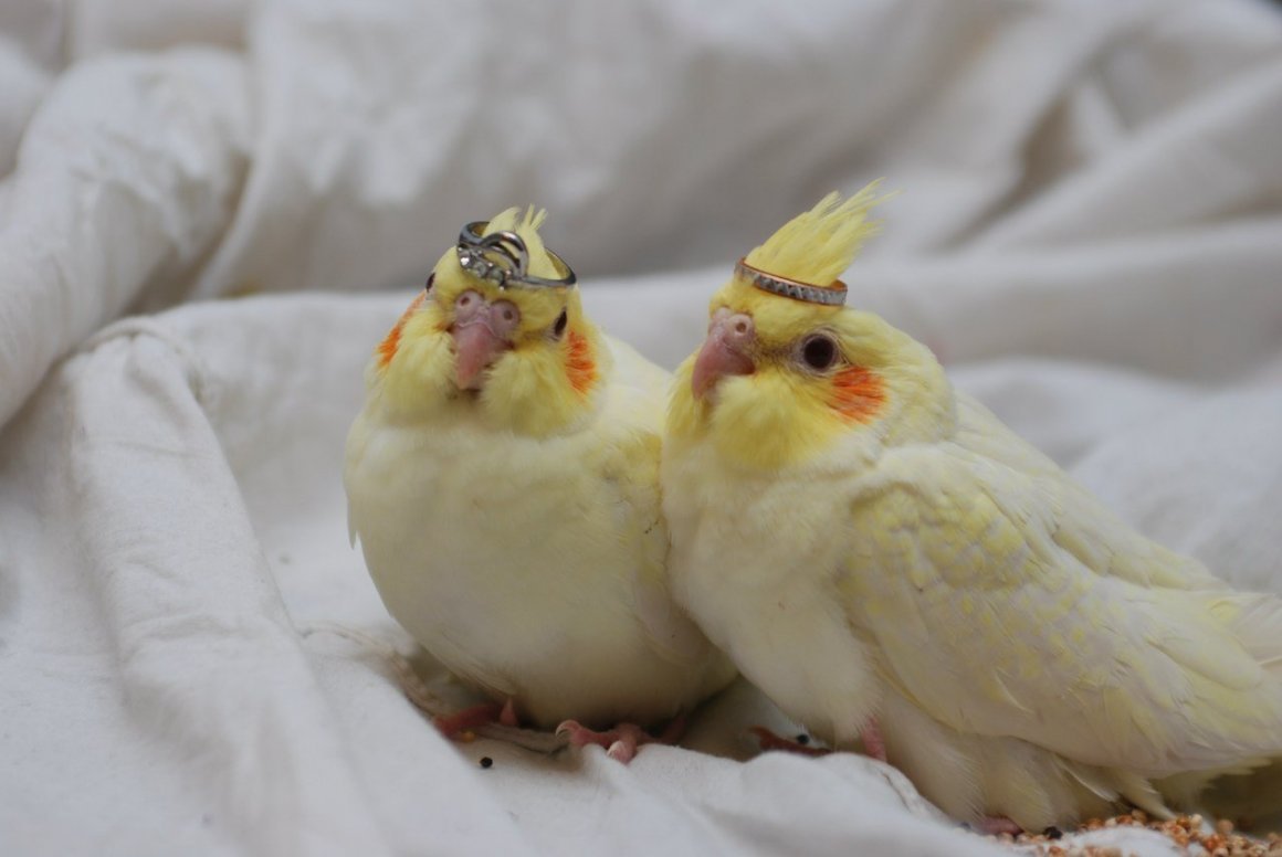 Попугай корелла маленький