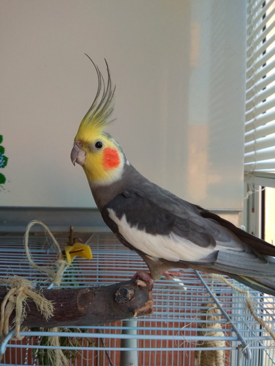 Корелла белого цвета