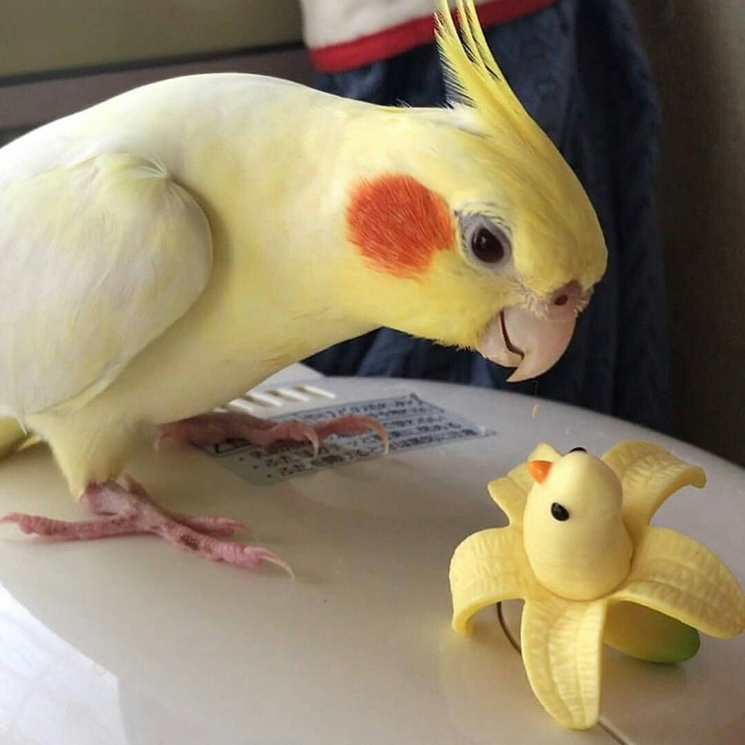 Милые попугаи кореллы