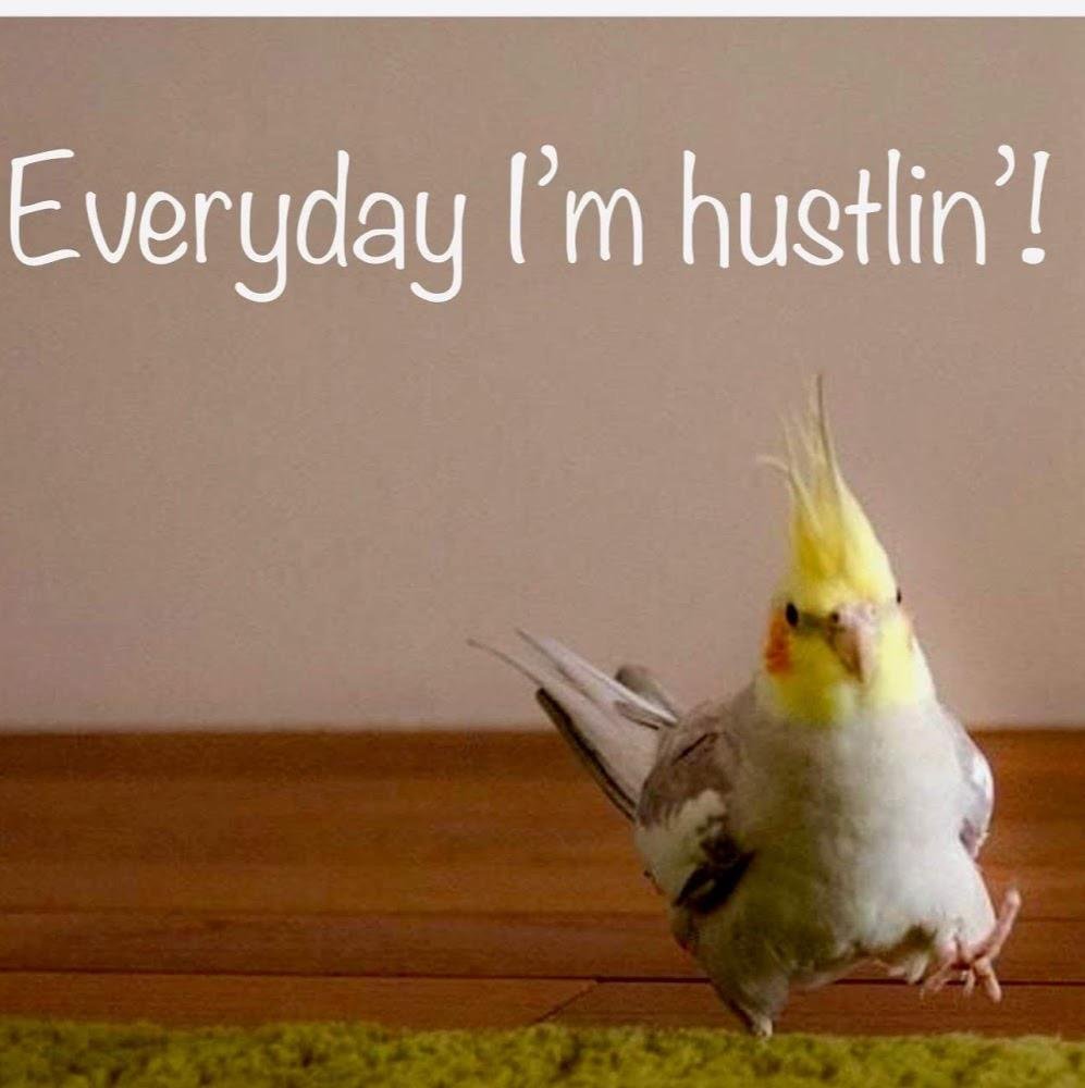 Попугай корелла Эстетика