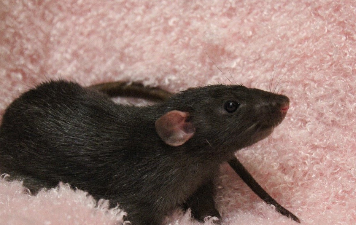 Крыса Дамбо черная