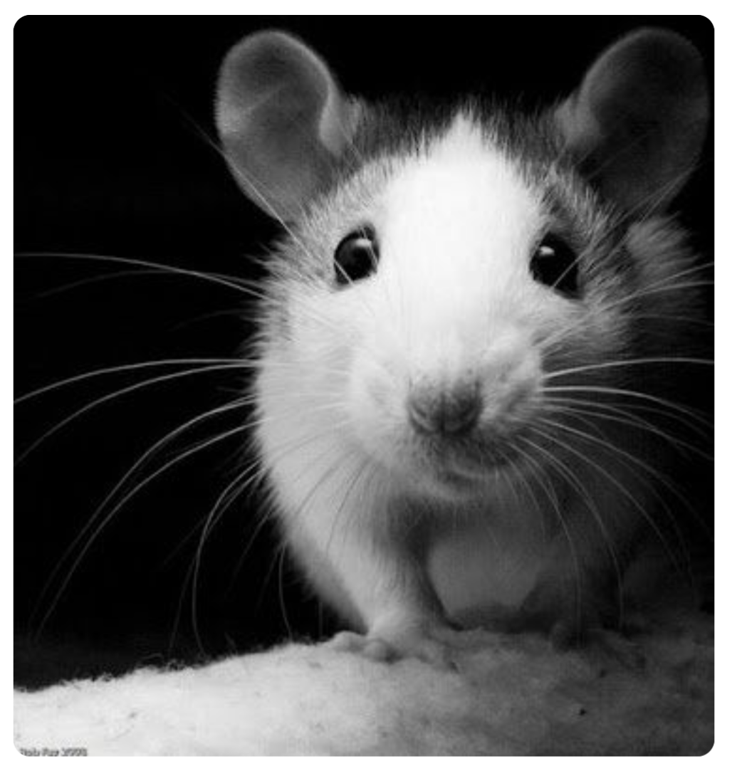 Черно белое животное