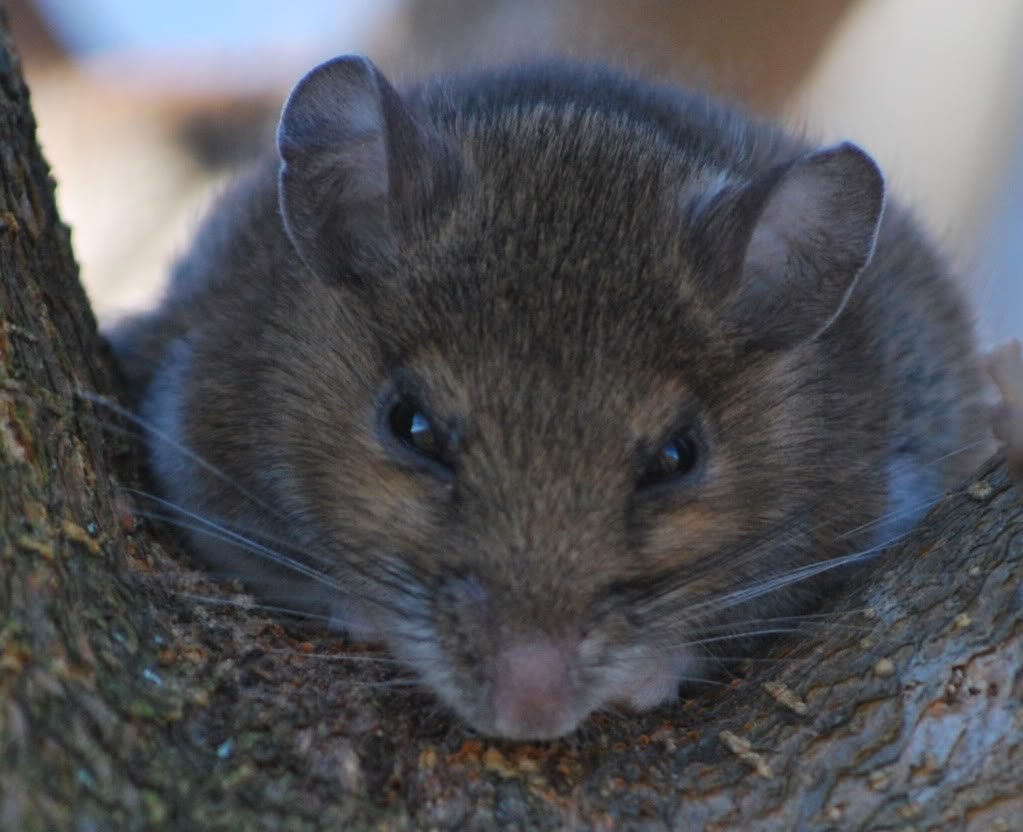 Хитрая мышь