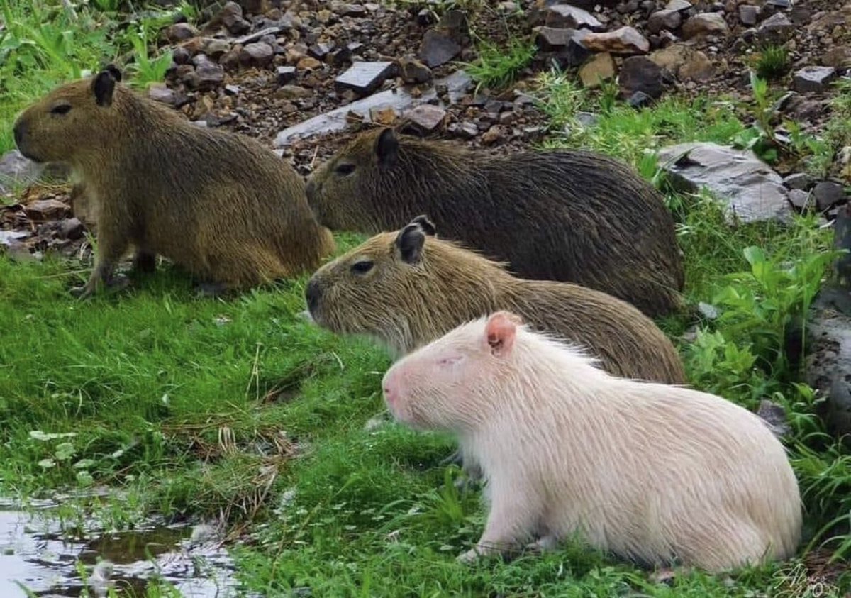 Капибара альбинос