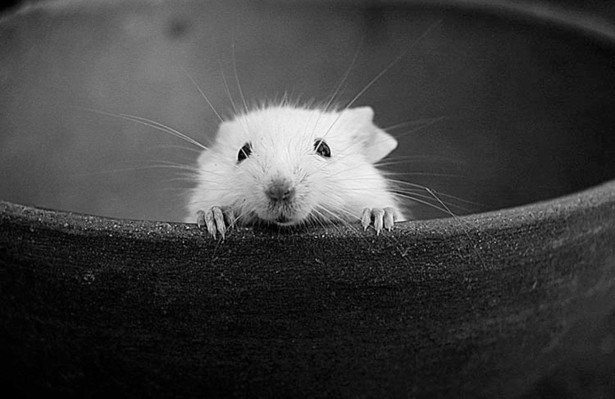 Чёрно белый хомяк