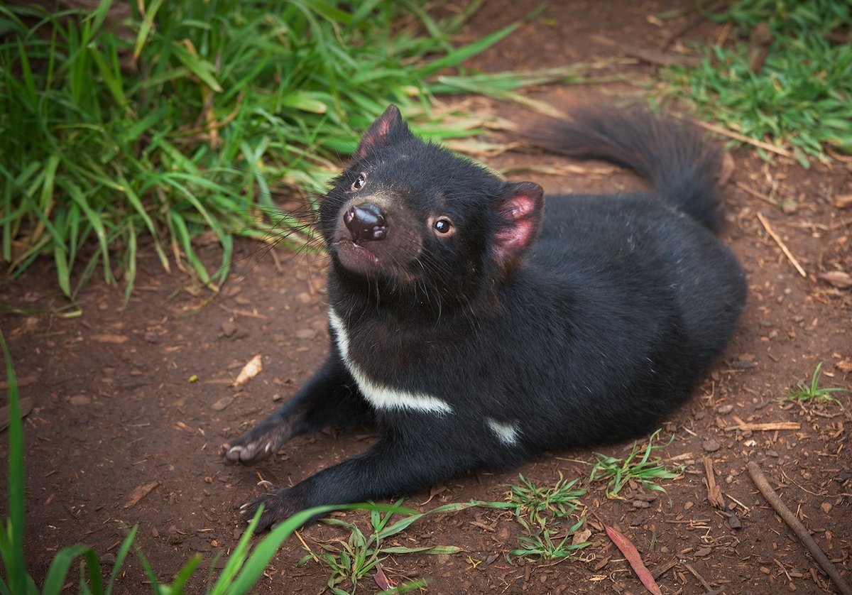 Тасмания сумчатый дьявол