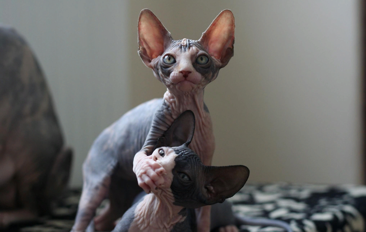 Сфинкс порода кошек леопардовые