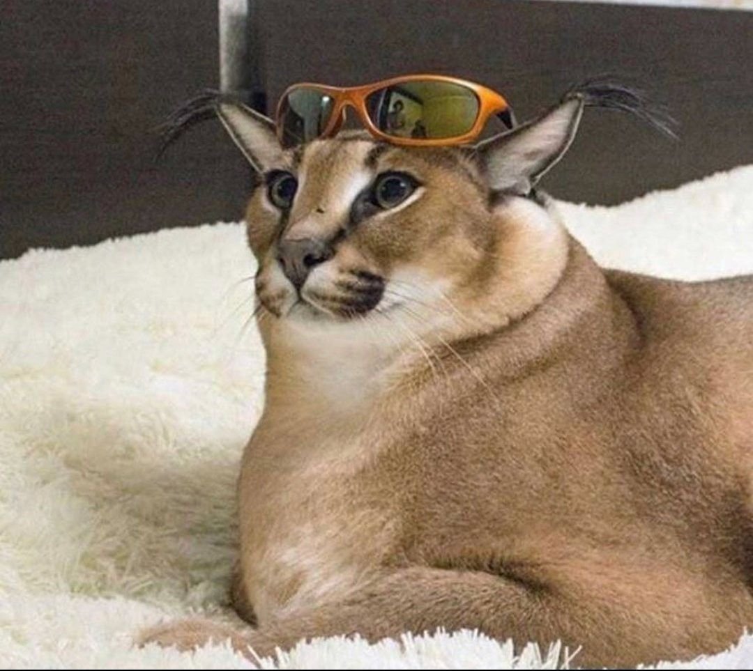 Каракал Шлепа