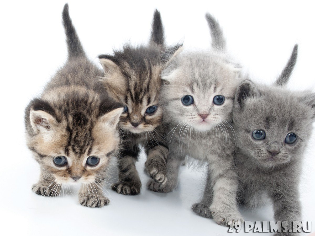 Несколько котов