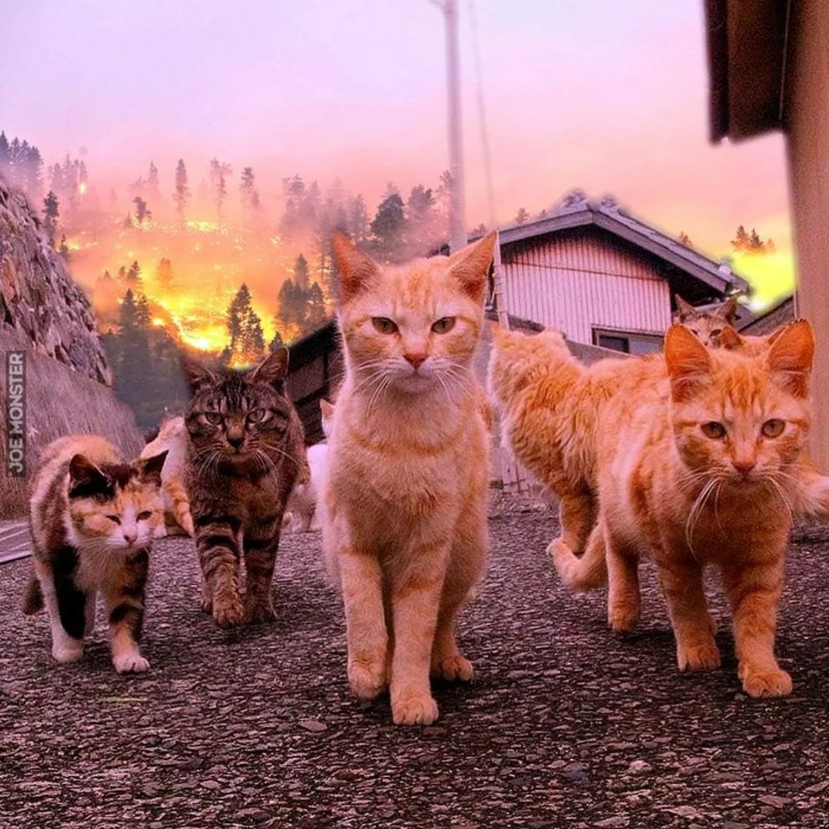 Много котиков