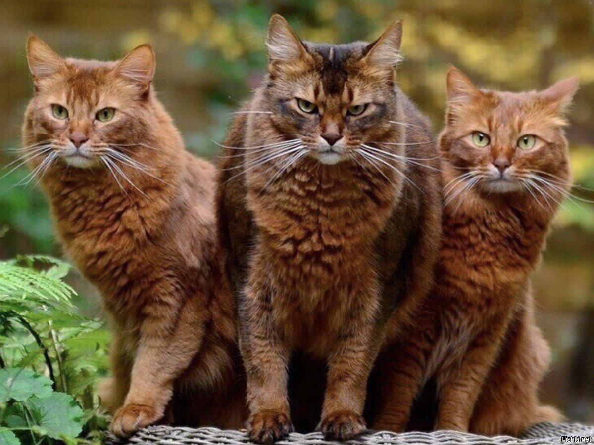 Четыре кота