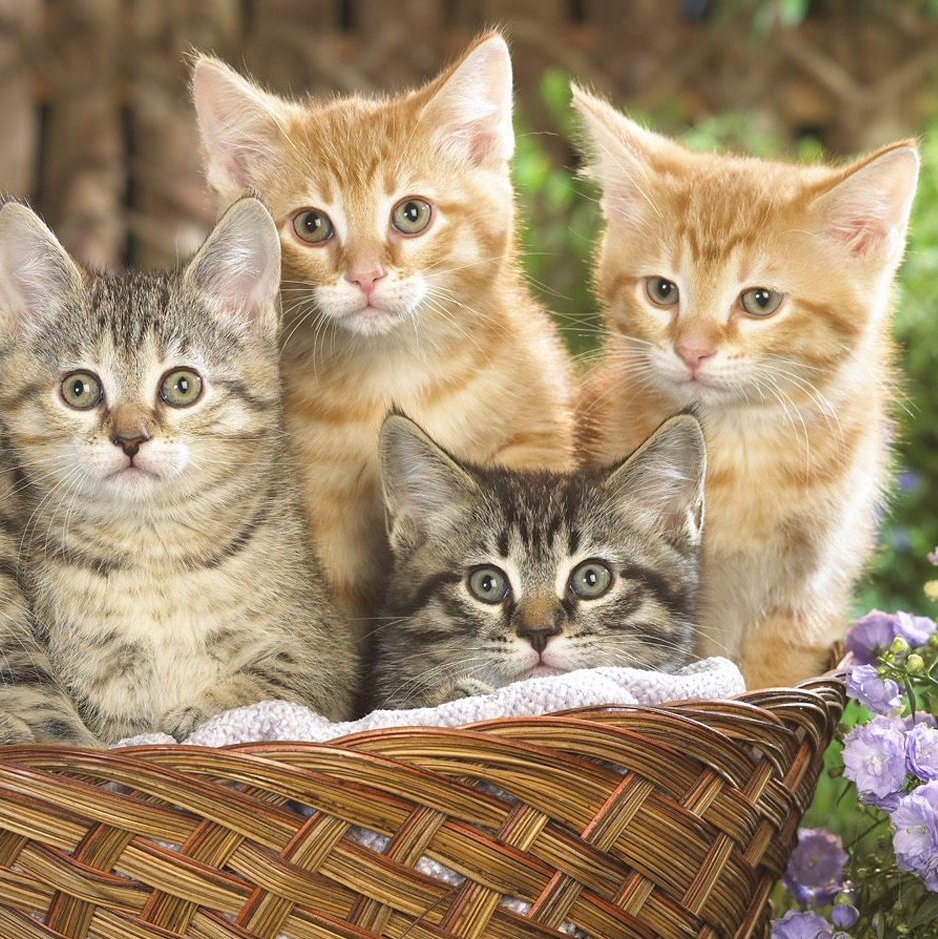 Котенок в коробочке