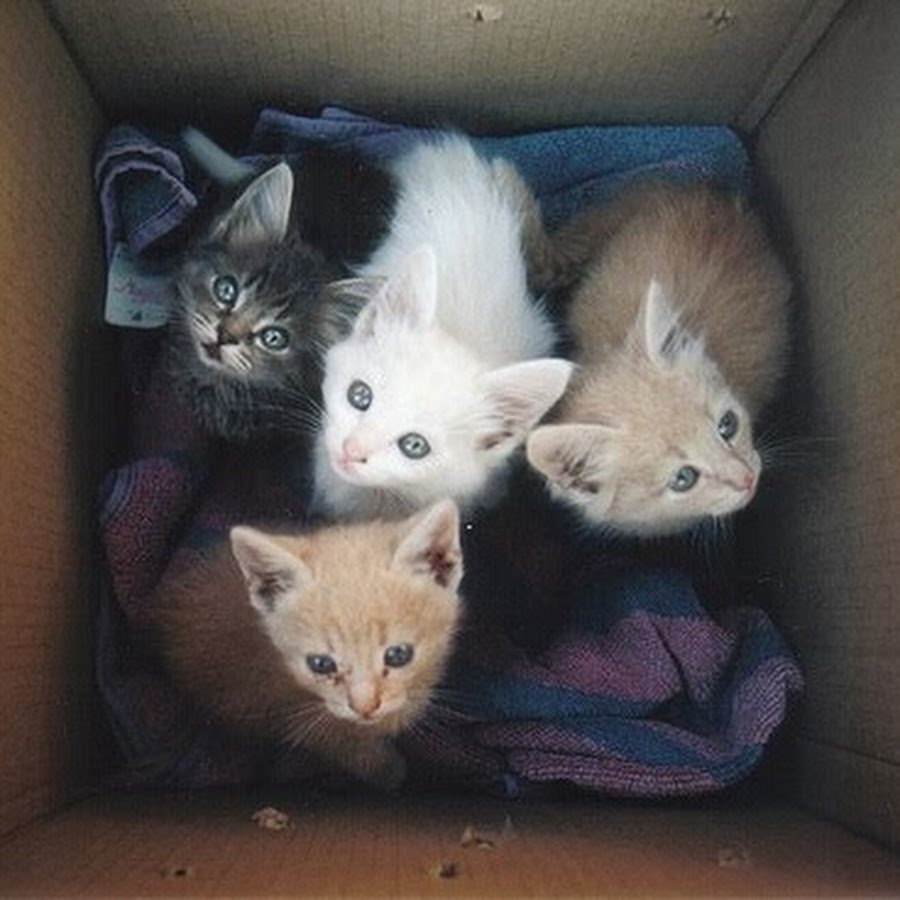 Фотообои котята