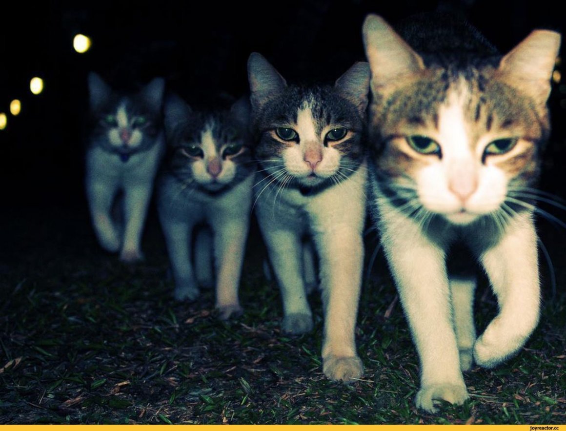 Британская голубая кошка котята