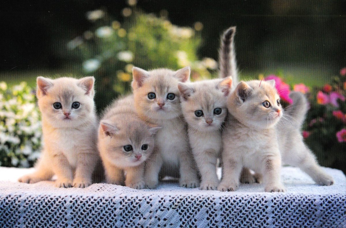 Множество кошек