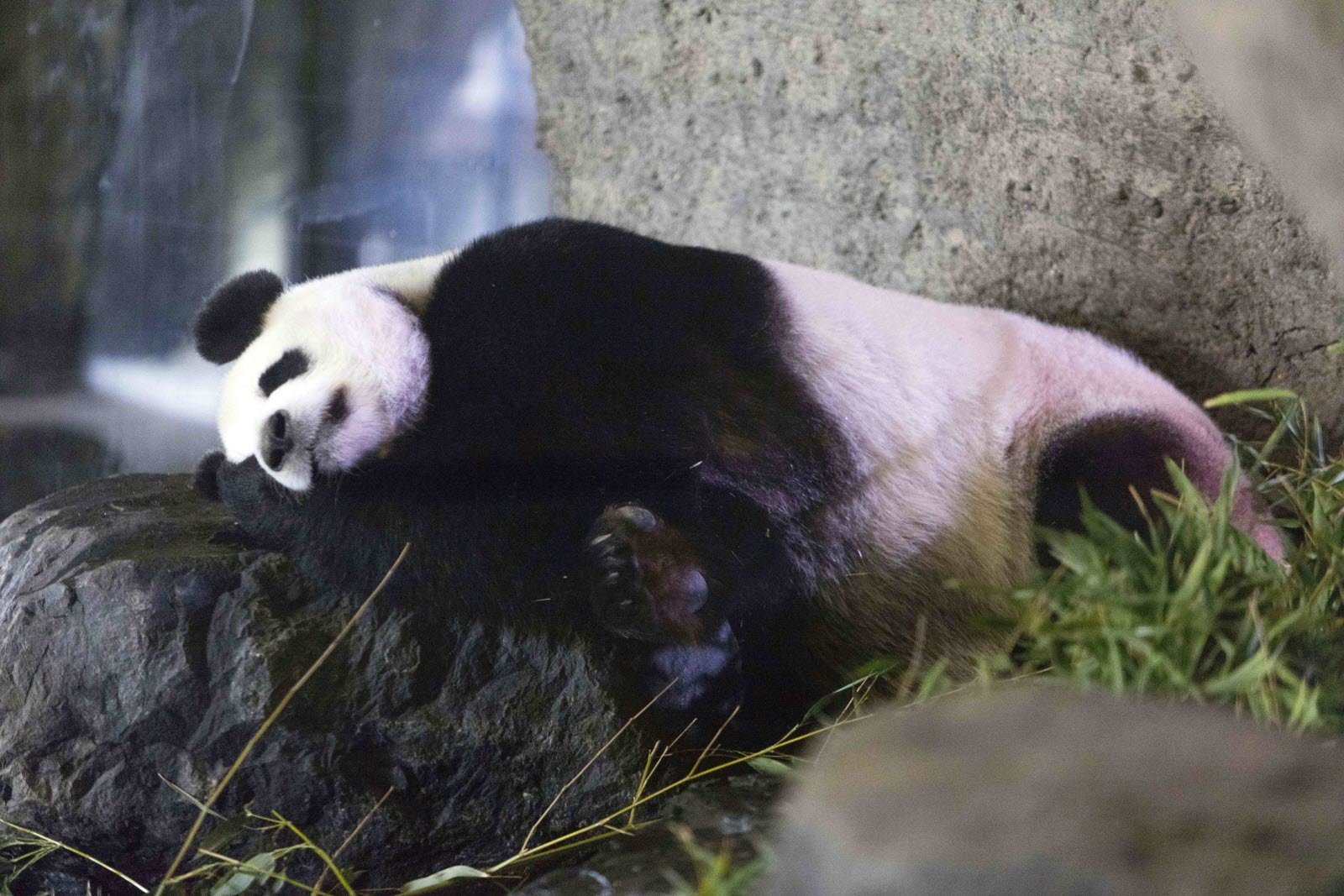 За поведением панды во время кормления. Беременность панды. Панда животик. ,Thtvtyyjcnm e GFYL.