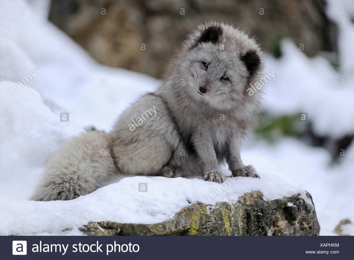 Голубой песец Детеныши