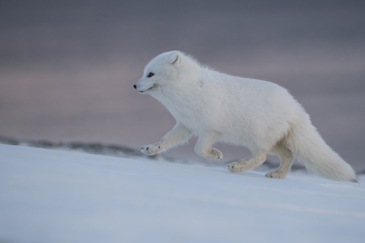 Песец арктических пустынь