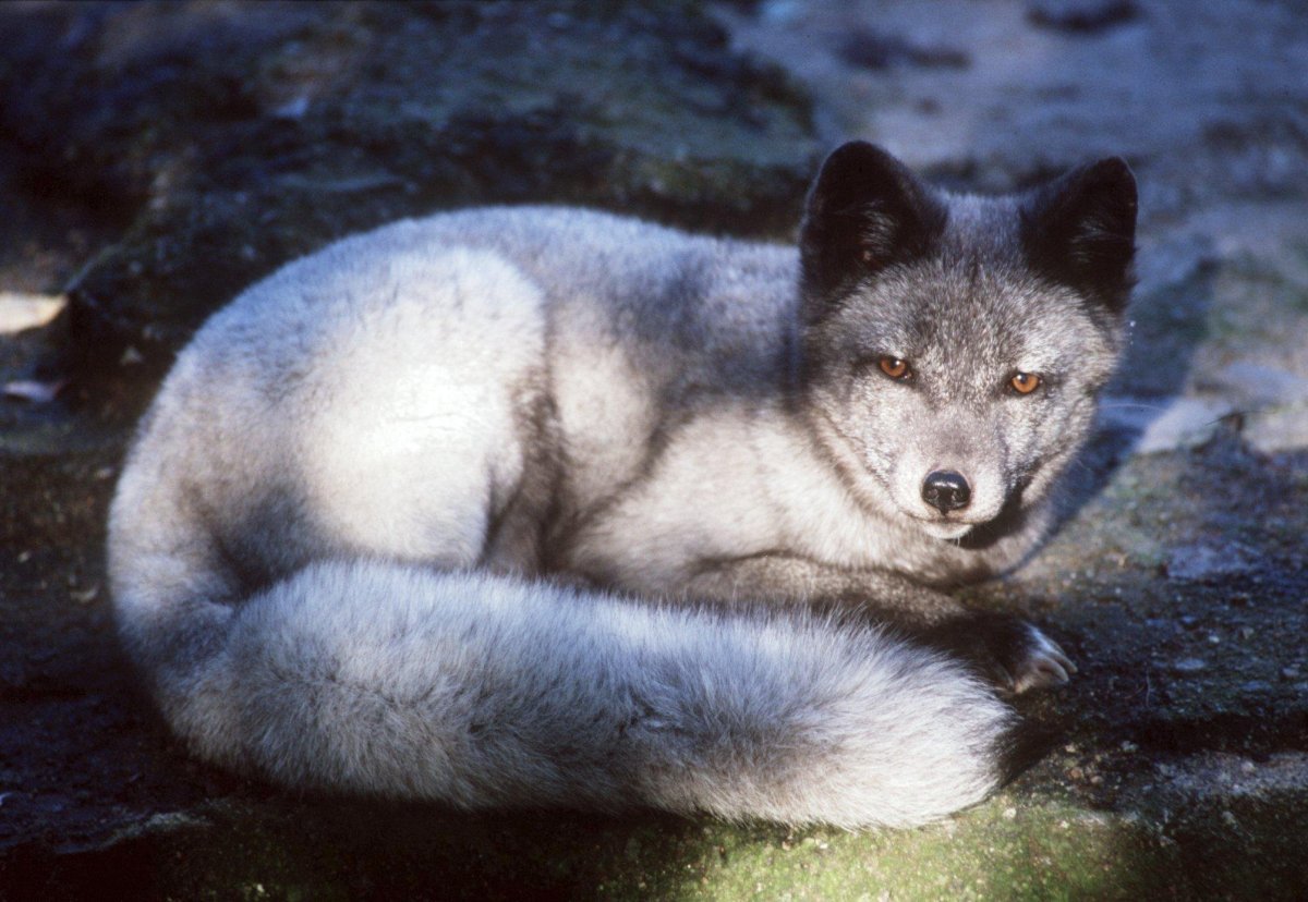 Командорский песец