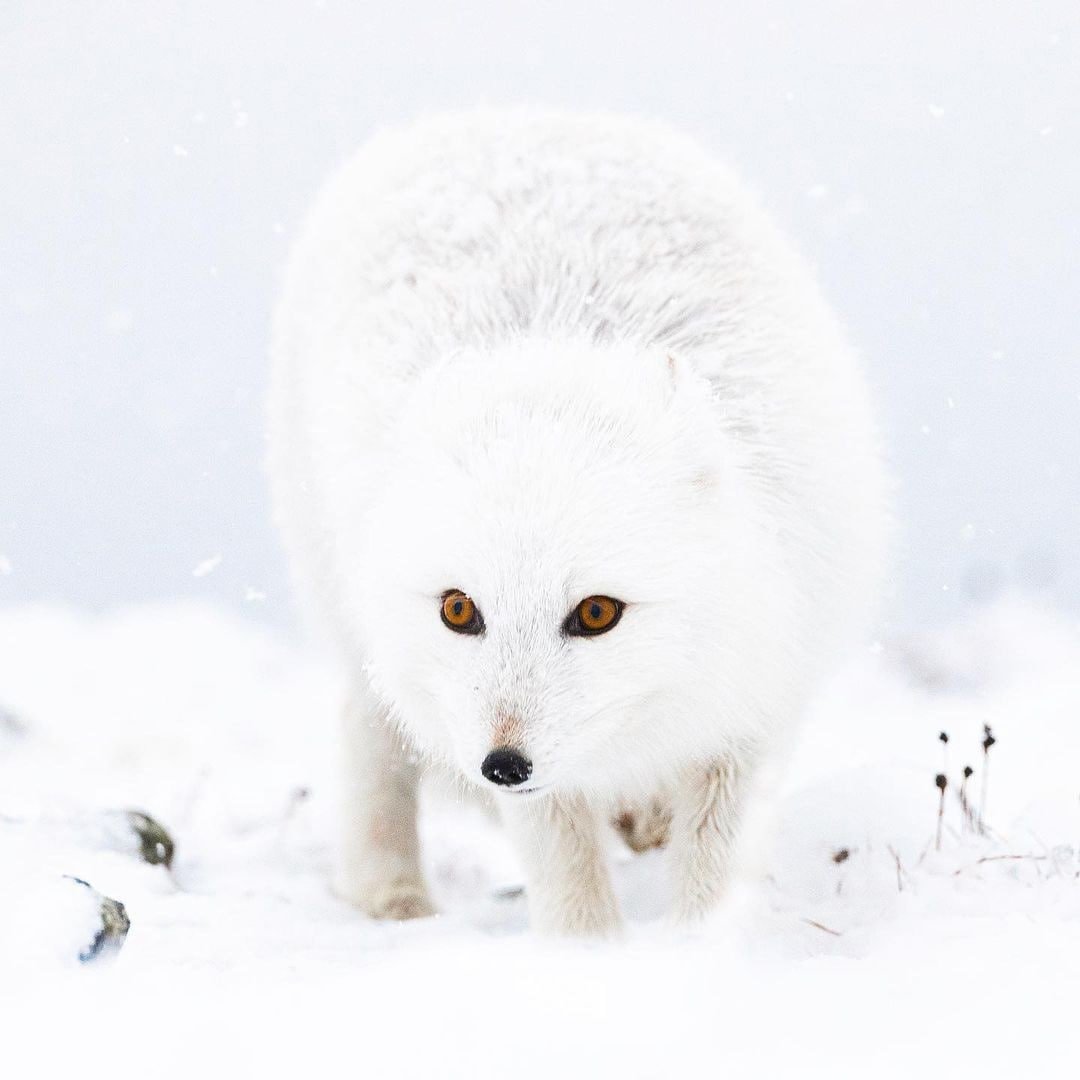 Чернобурая лиса в природе