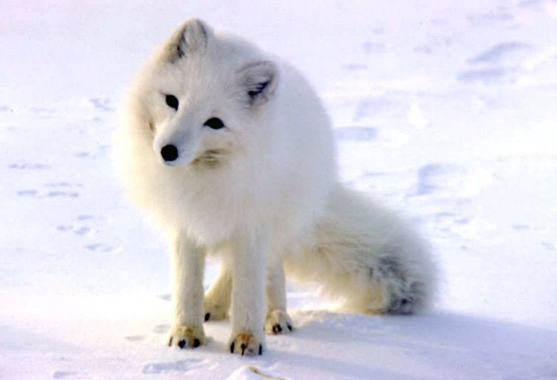 Животные арктических пустынь песец