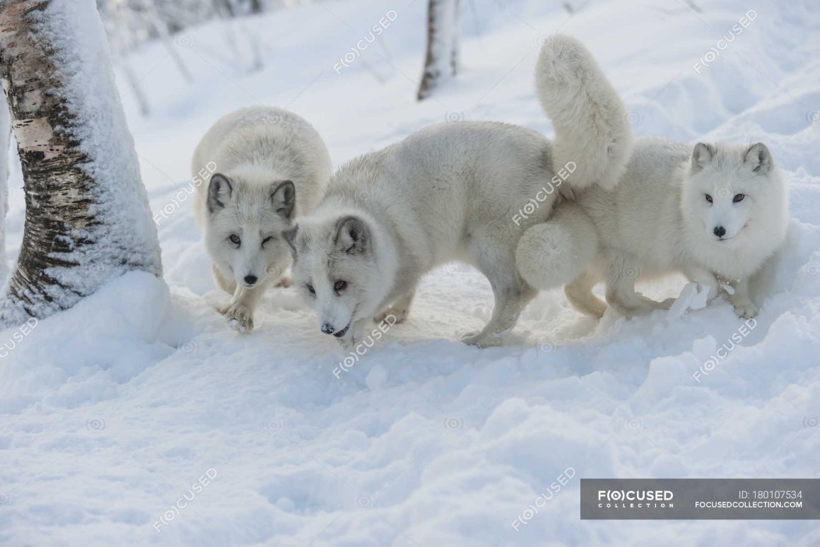 Песец самка и самец