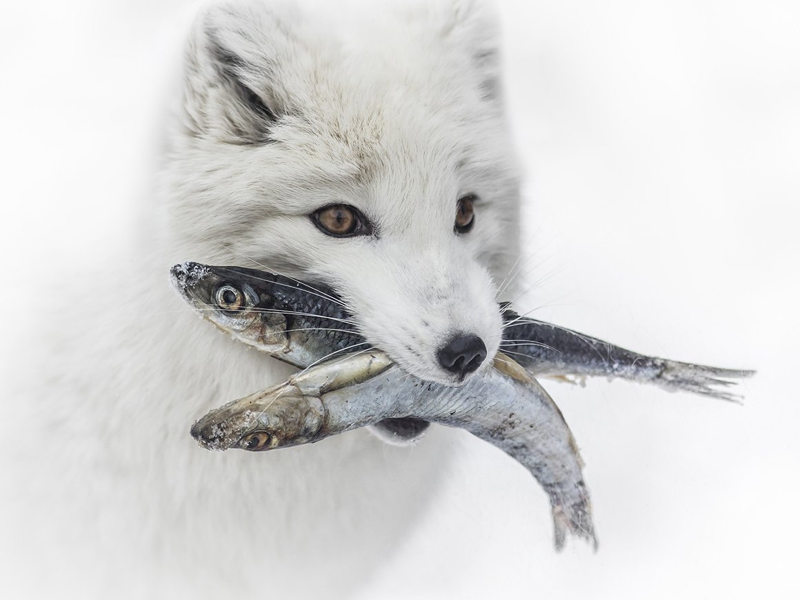 Песец с рыбой