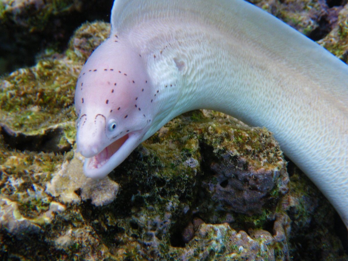 Мурена Кидако