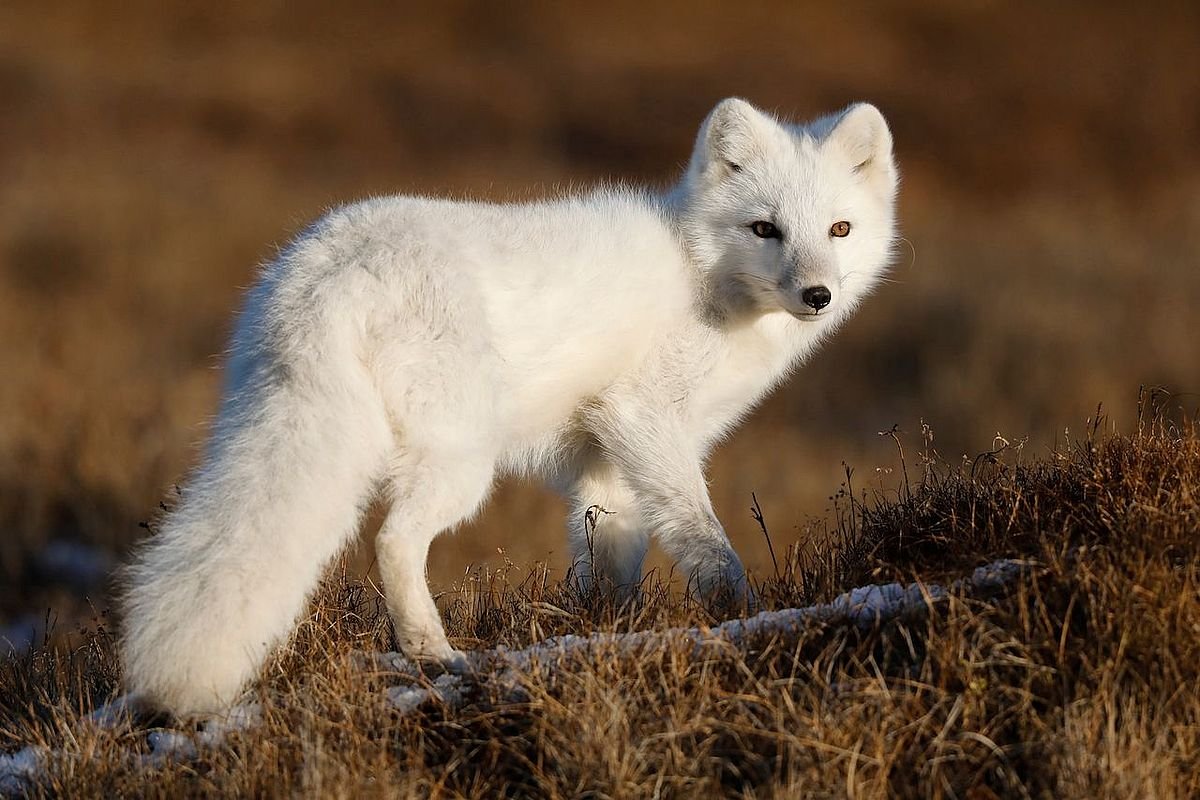 Arctic Fox Morph
