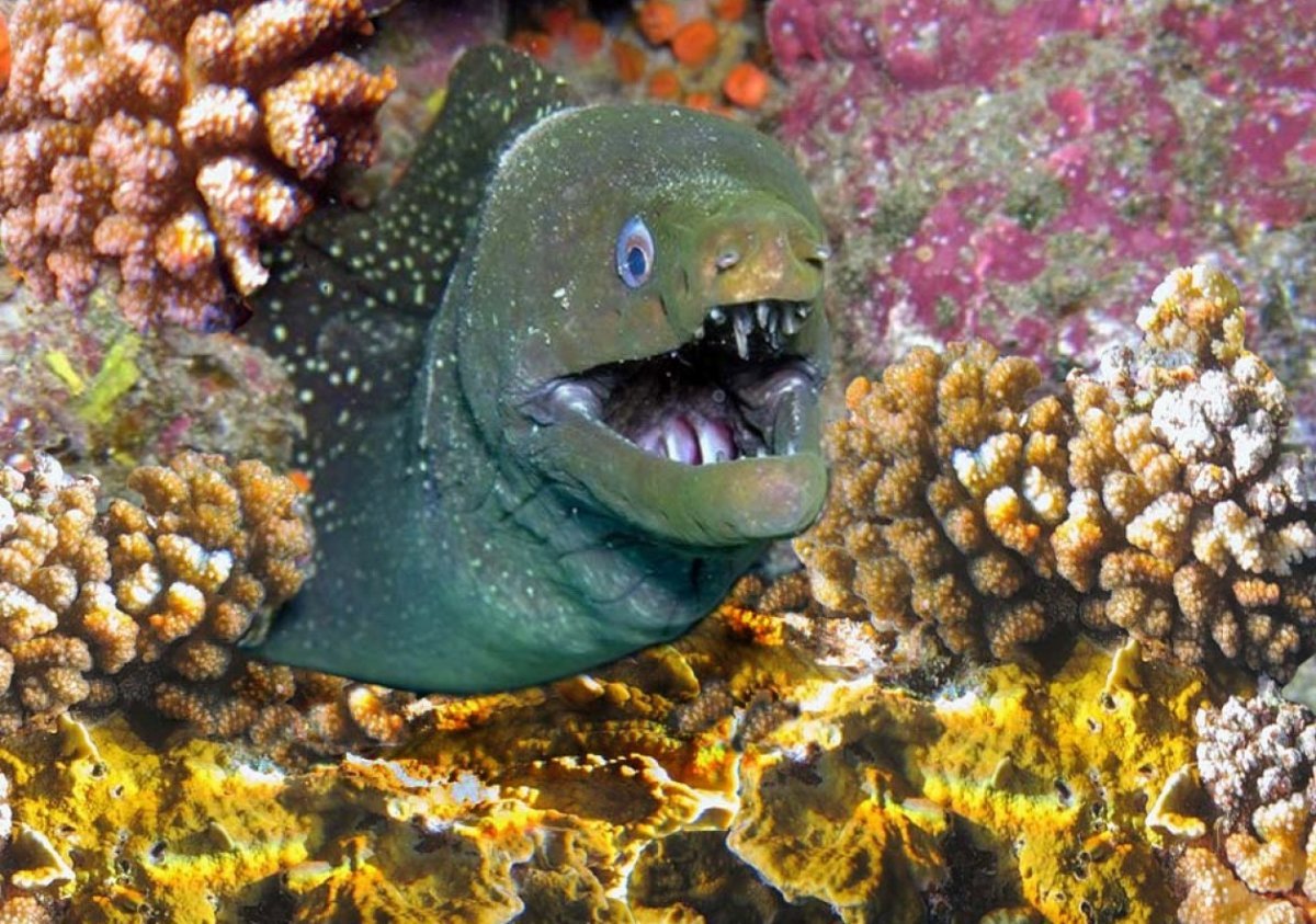 Фото жёлтой мурены на белом фоне вбок