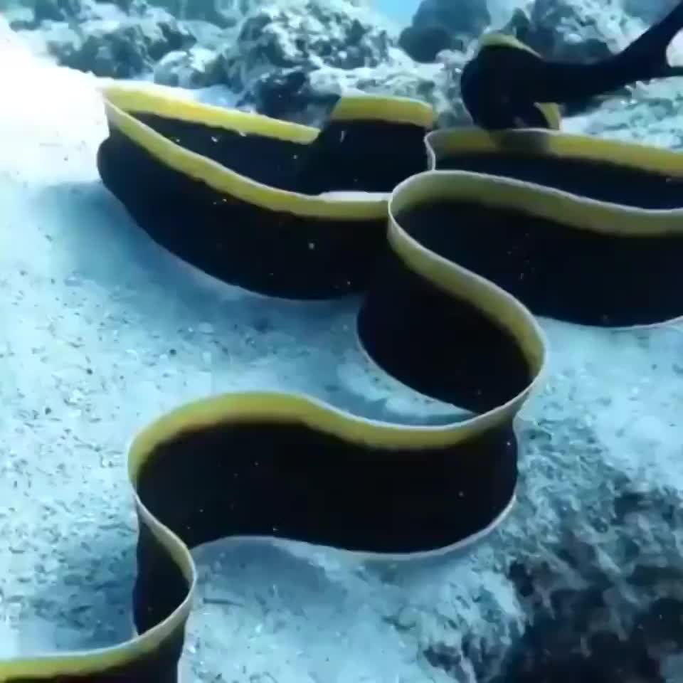 Ленточная мурена