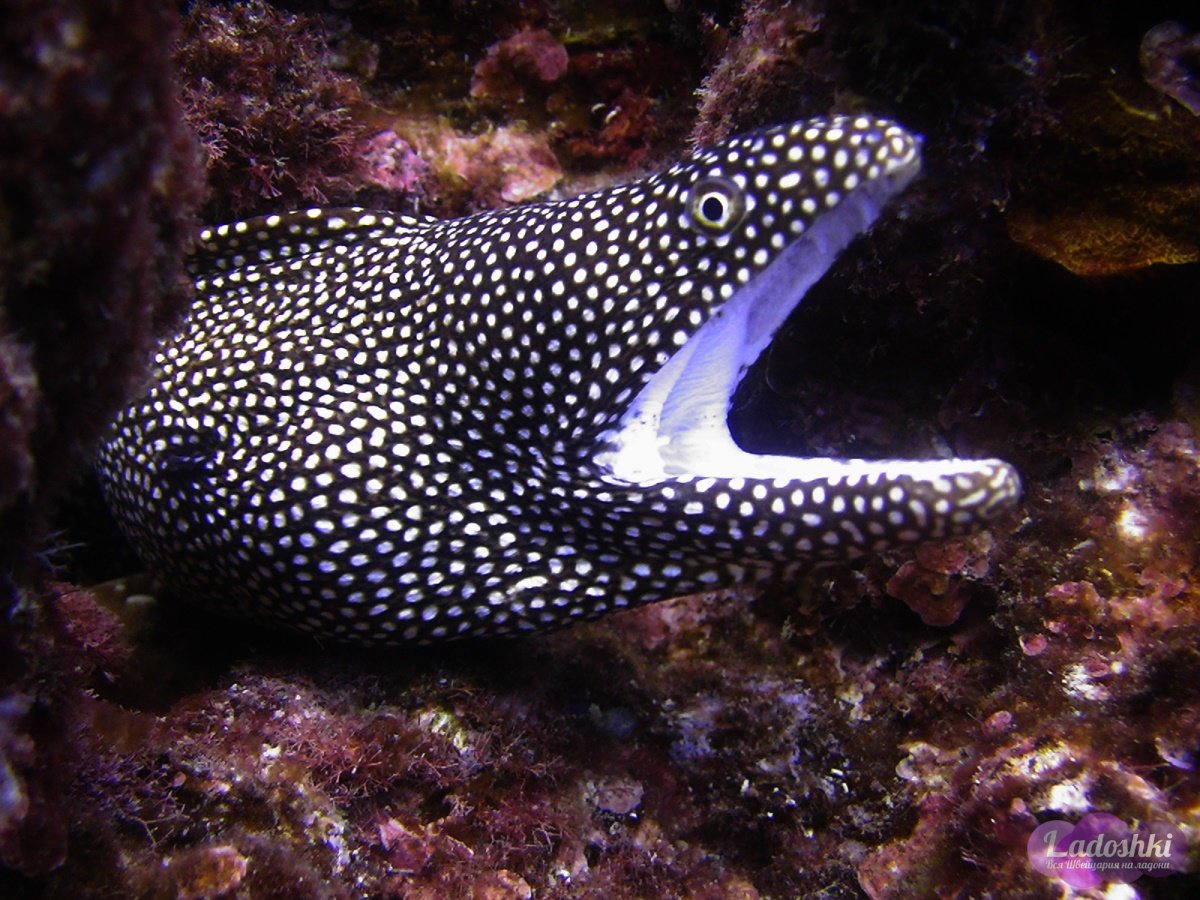 Мурена рыба