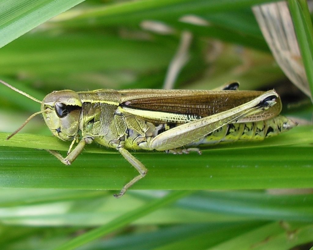 Прямокрылые насекомые Саранча