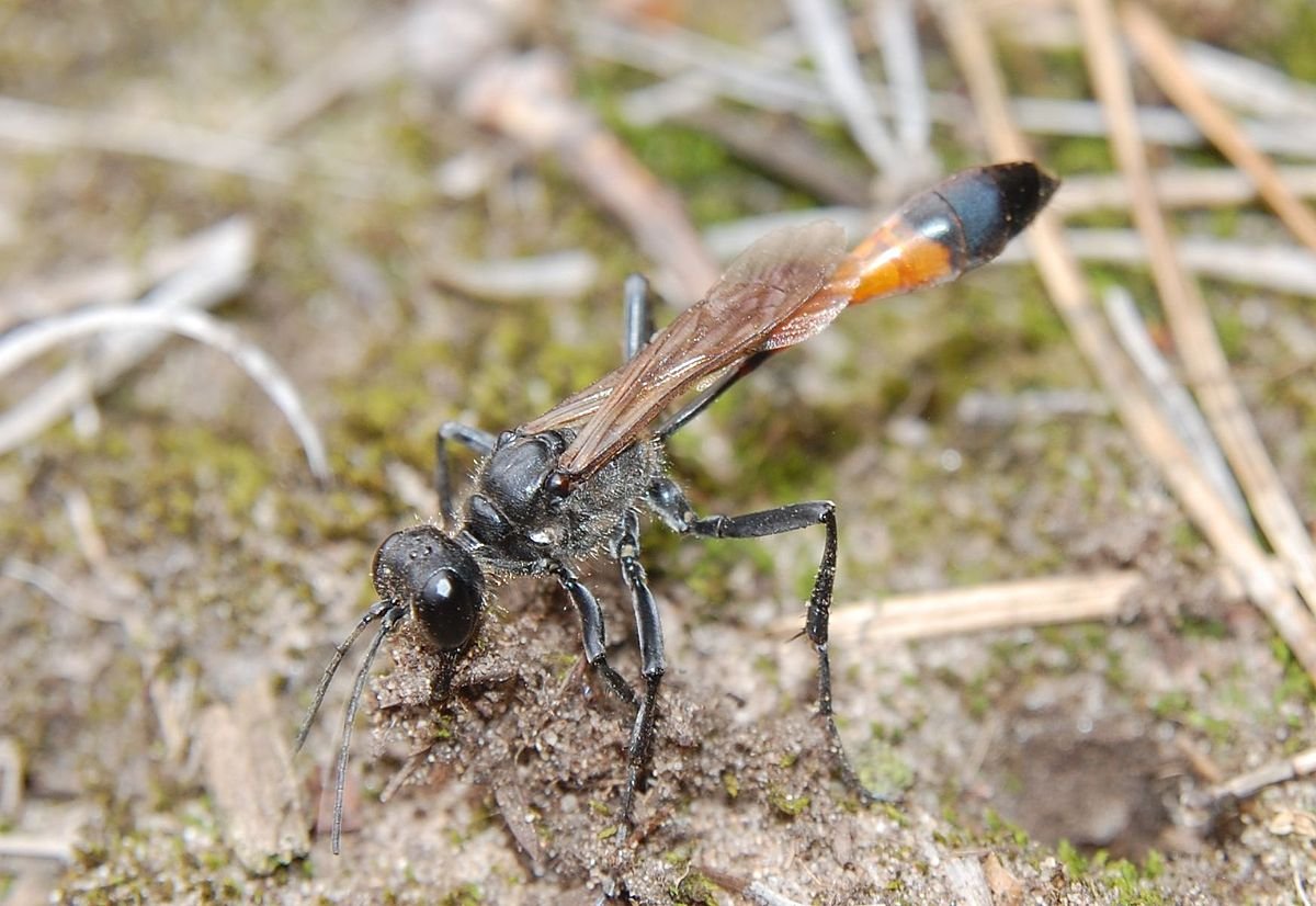 Аммофила Песчаная укус