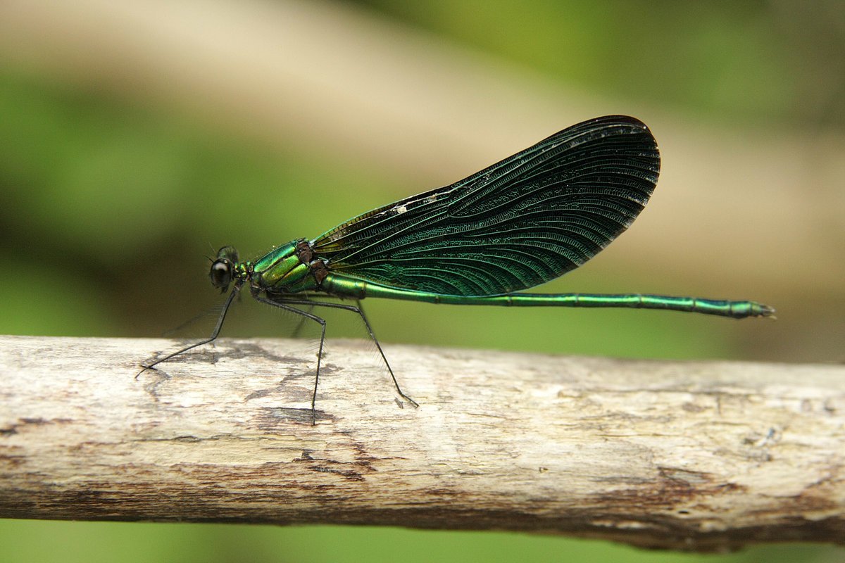 Красотка японская – Calopteryx japonica