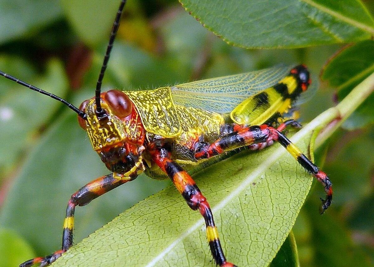 Саранча обыкновенная