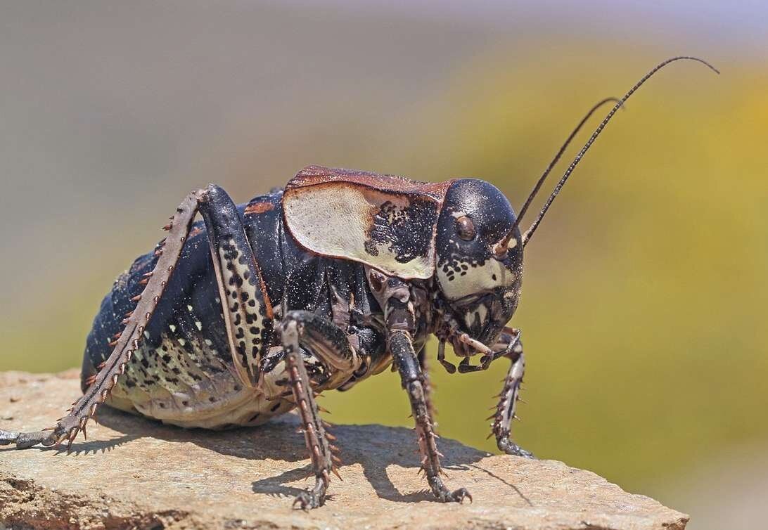 Жук Степной Толстун