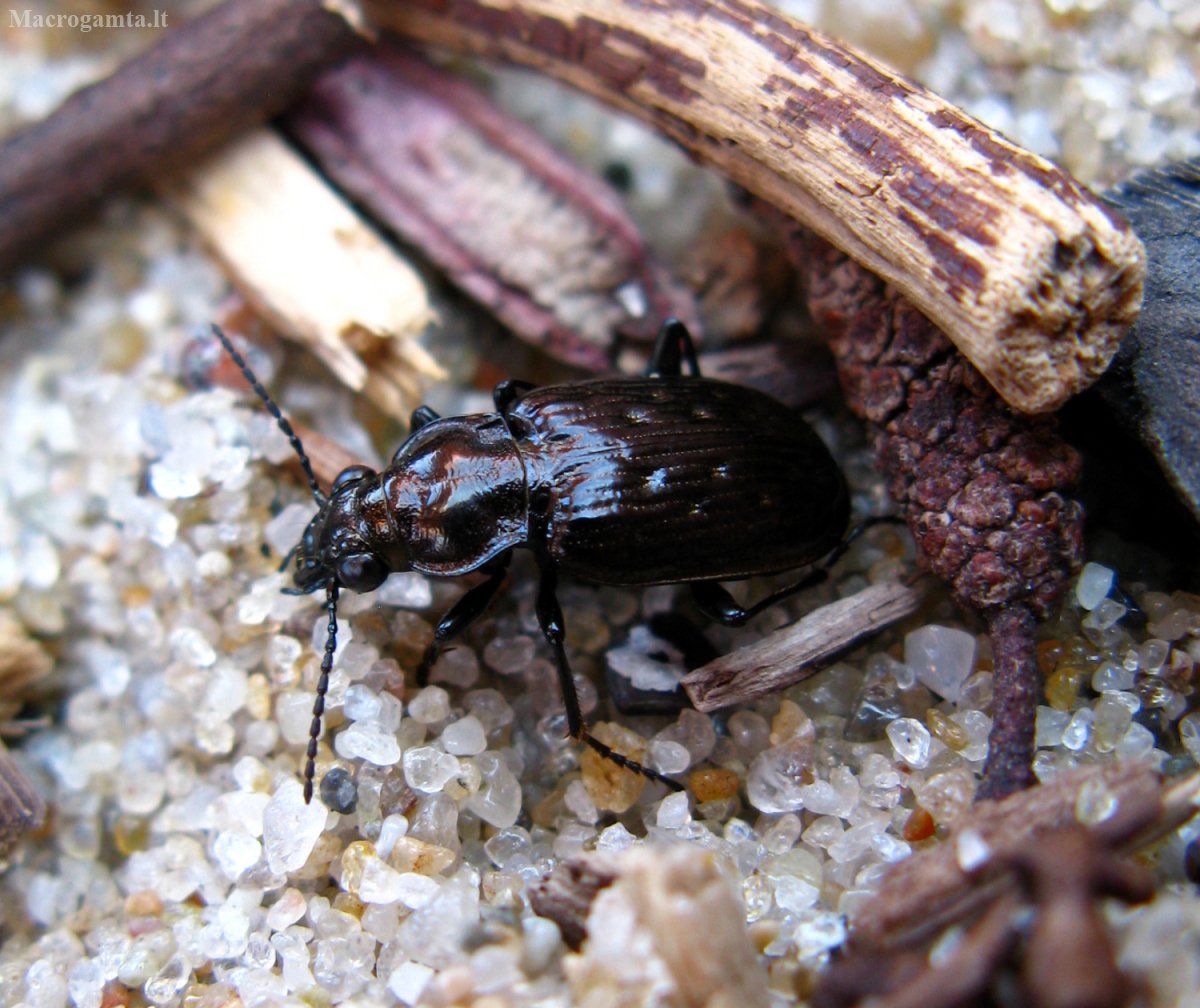 Тинник Речной