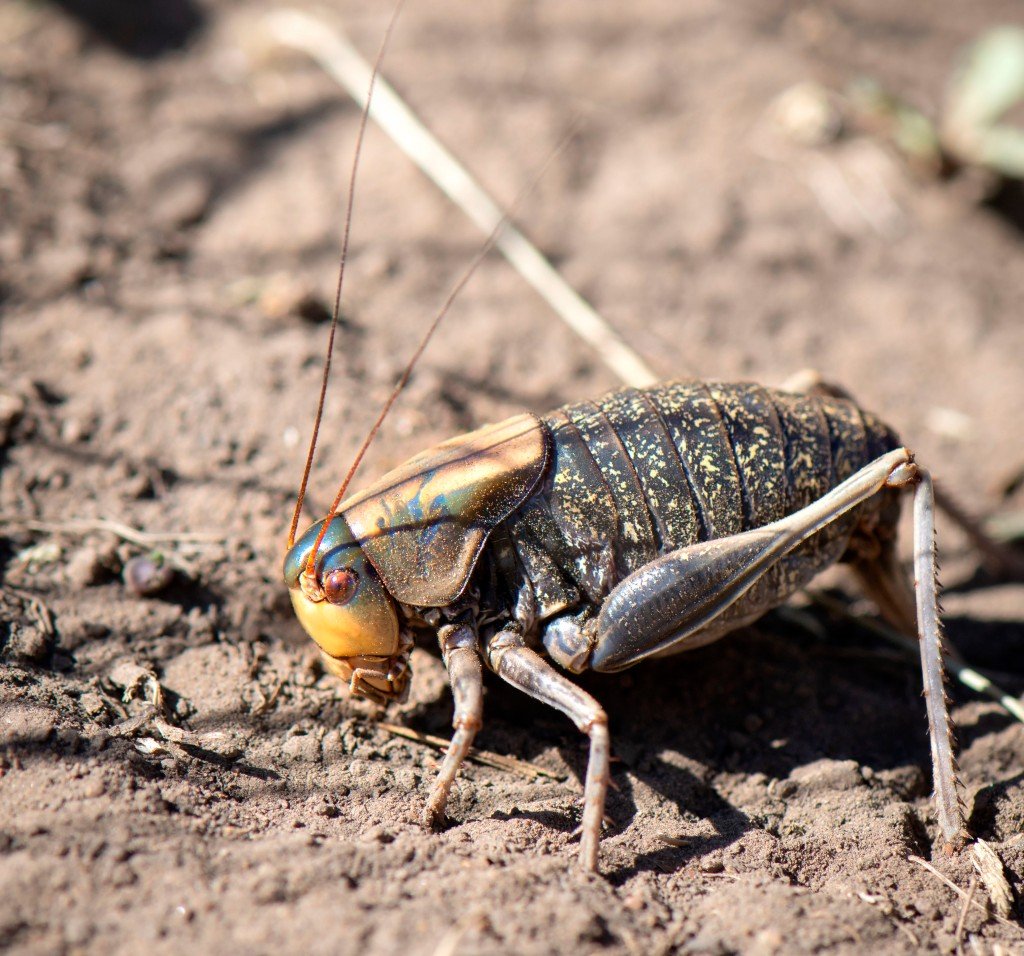 Скакун-межняк Жук скакун