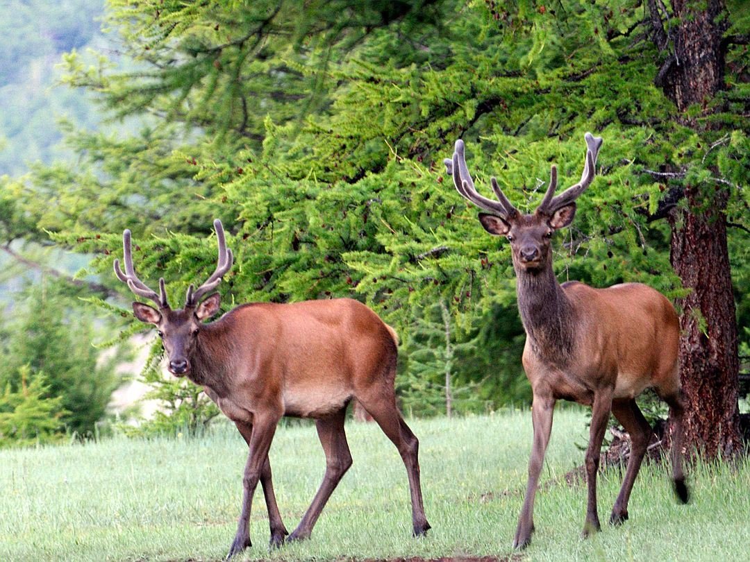 Марал Байкальский заповедник