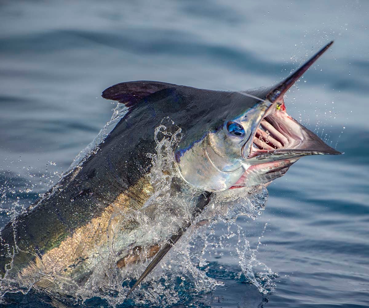 Рыба меч малек