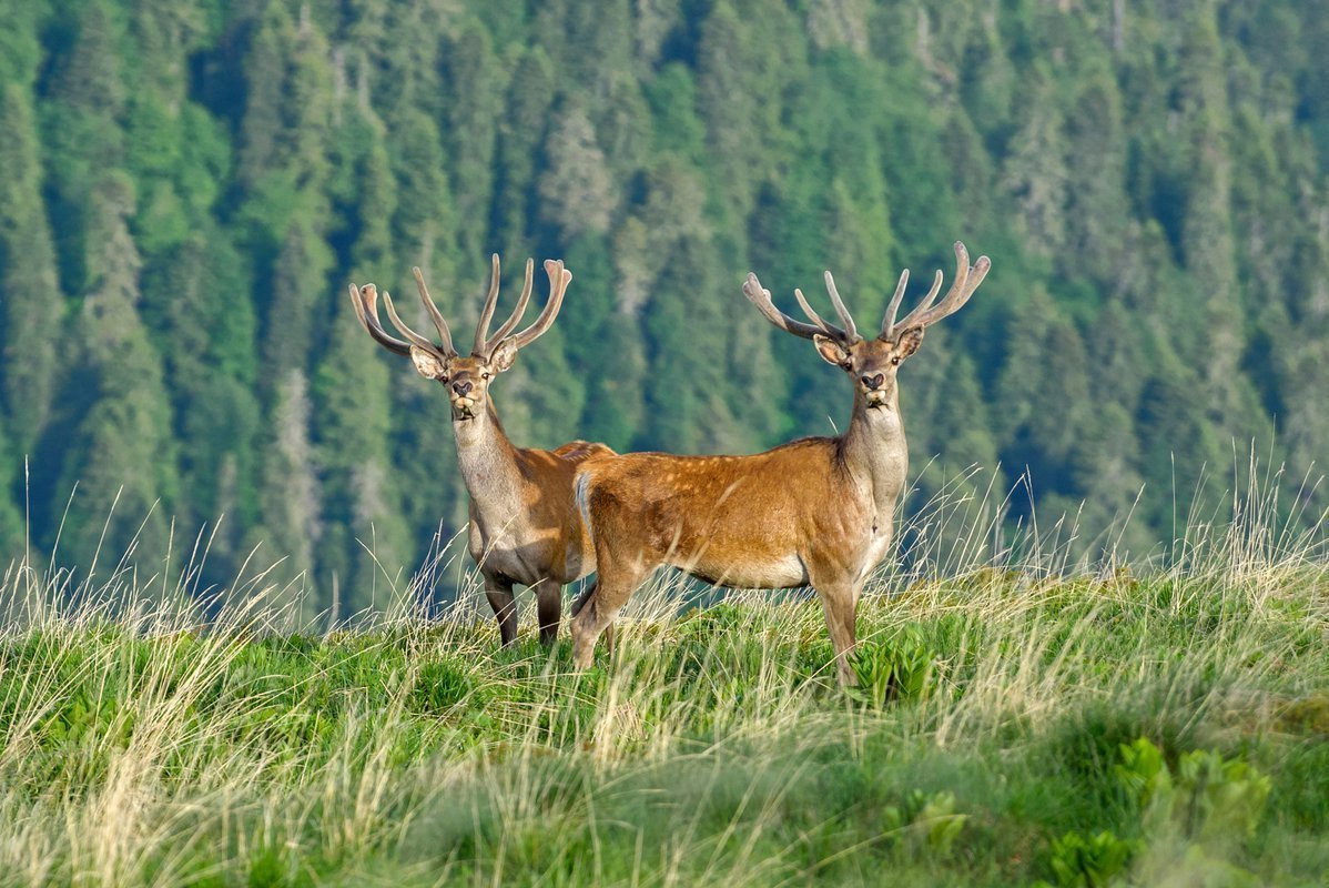 Кавказский заповедник благородный олень