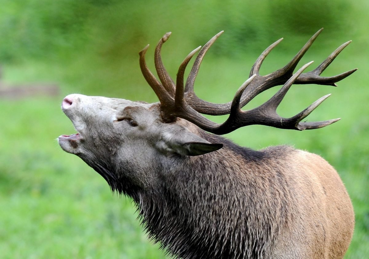 Рёв благородного оленя