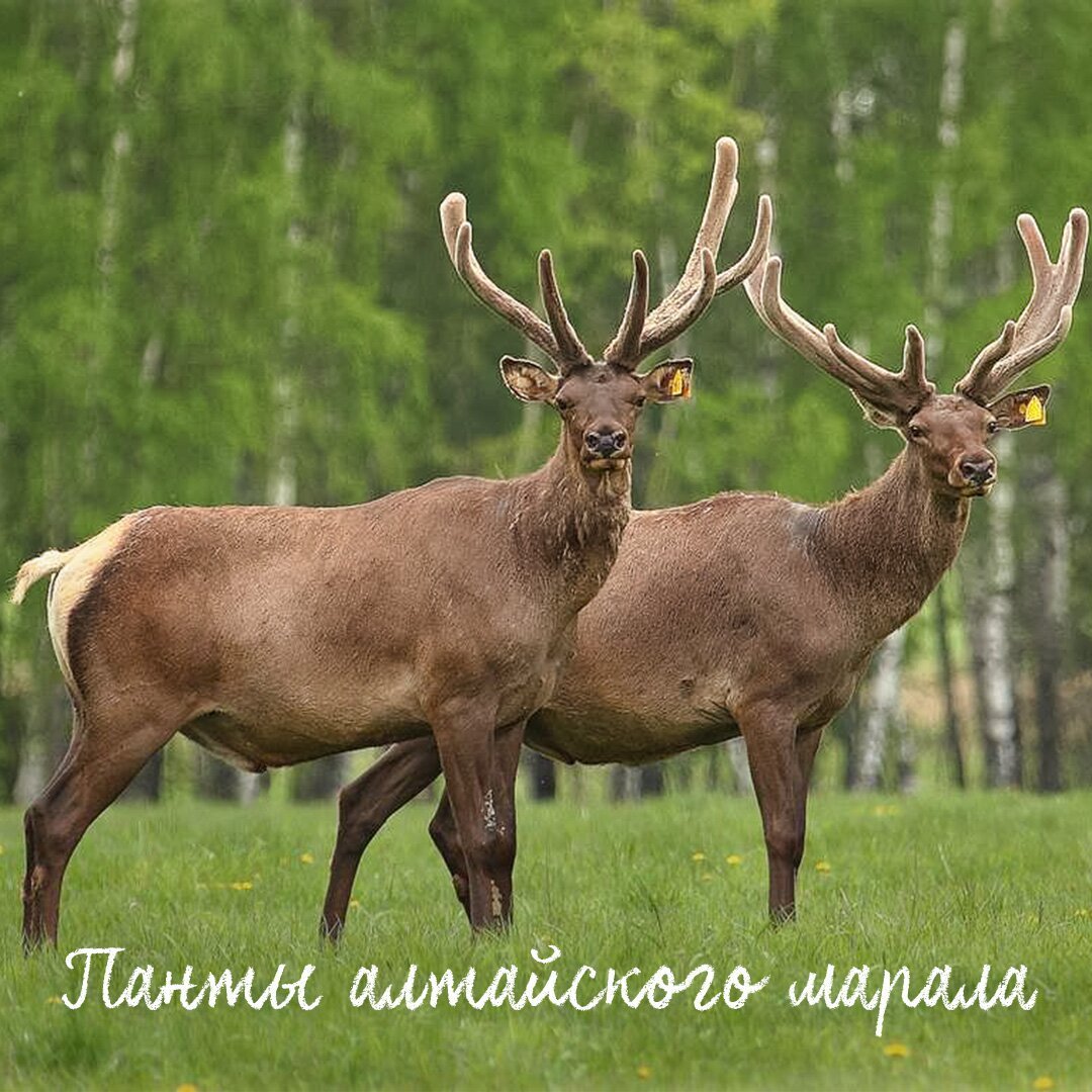 Молодой Марал